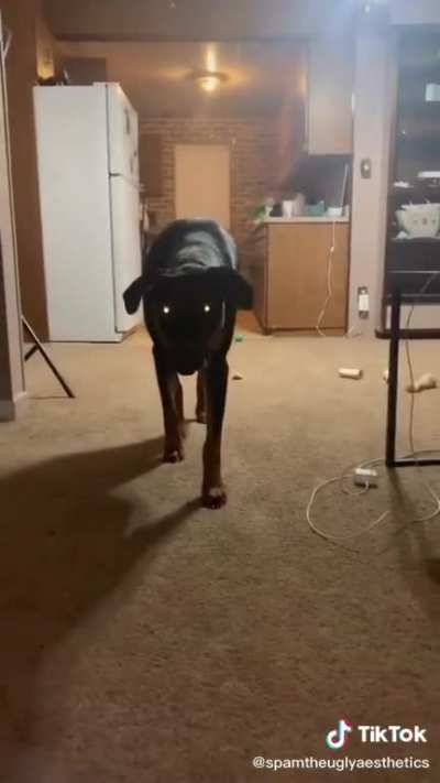 Steᚠen, the Hellhund