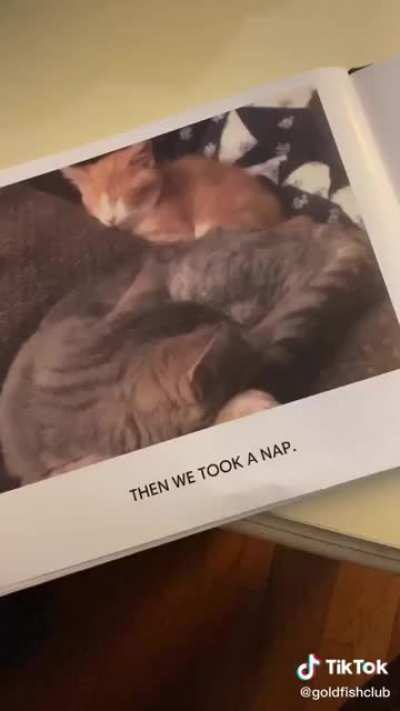 Ricky The Kitten