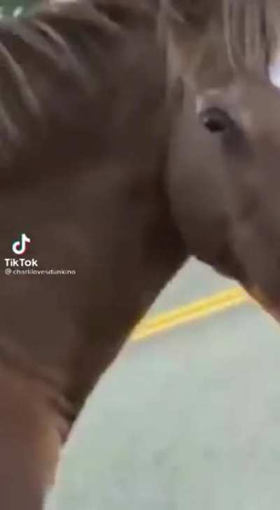 Is that the horse from Horsin&rsquo; Around?