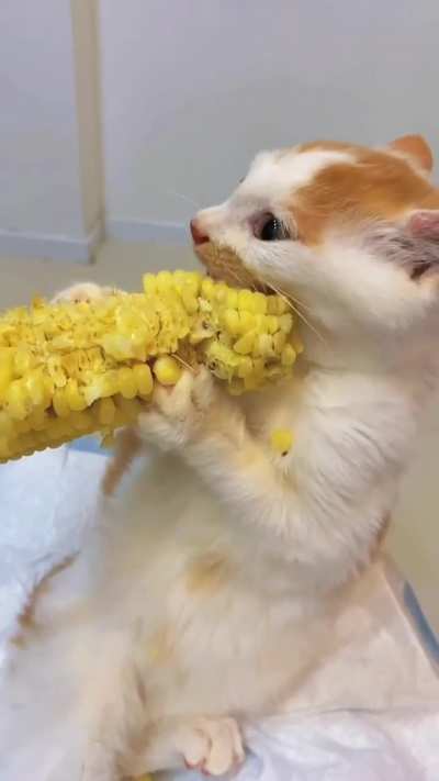 What cat-egory is this