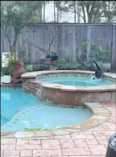 Confident cat