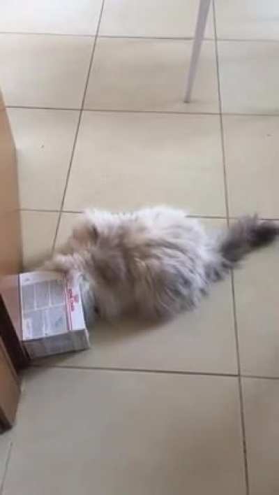 Catculation gone wrong (she believes she&rsquo;s still a kitty)
