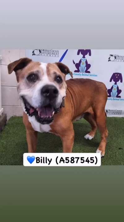 All these sweet dogs are hoping they will find their fur-ever homes soon! They are at Orange County Animal Services, ORLANDO, FL. If you are interested in helping one of them and need additional information, please dm /u/biancamission. Please share their 