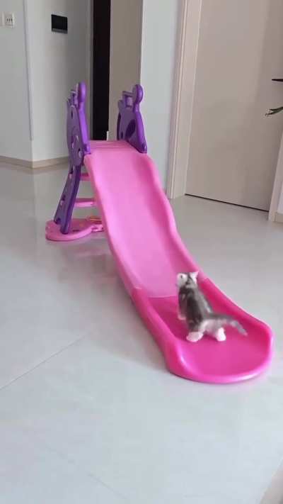 Enjoy cat