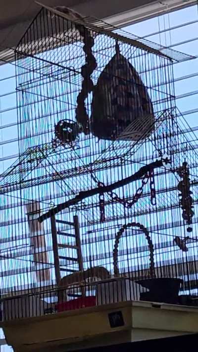 Someone please tell me what my bird is trying to tell me