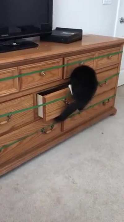 I'm a sock meow