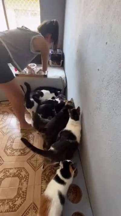 Котики