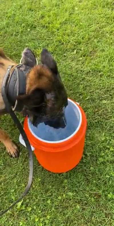 Wouldn&rsquo;t let me post video earlier, but here&rsquo;s my dog drinking water when he&rsquo;s hot