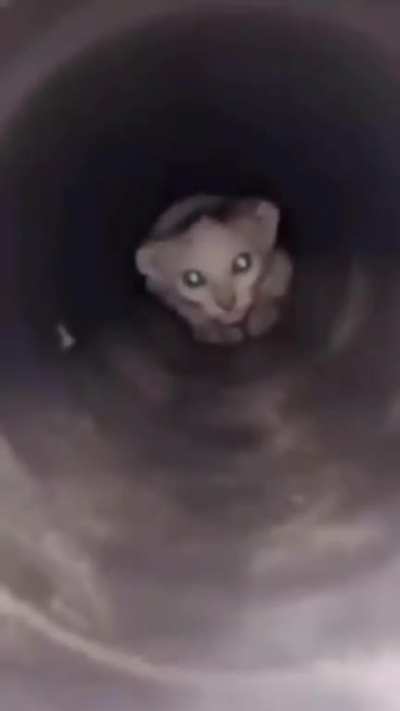 D: