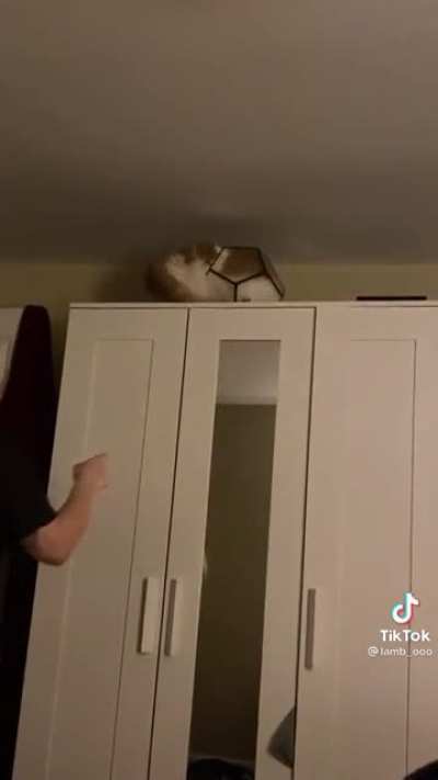 Curiosity didn&rsquo;t kill the cat this time around, but it did get it into an interesting situation