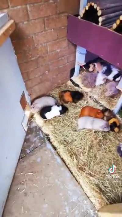 have you guys seen this account on tiktok? 90+ guinea pigs and they&rsquo;re all named ❤️ (@masons_cavies)