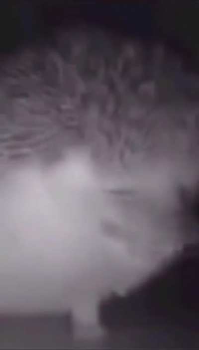 You expected a hedgehog sneeze, but it was...