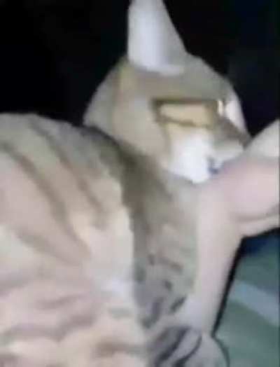 Gato culiao se lo viol&oacute;