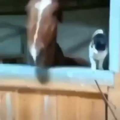 A cat and horse playing together...