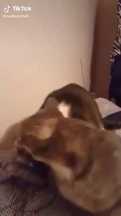 *chomp*