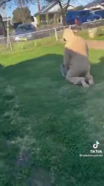 2 kangaroos