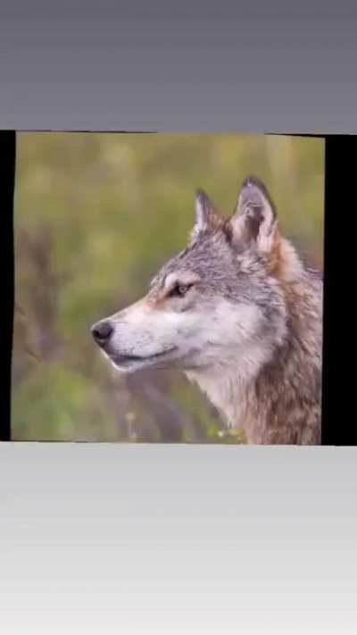 Ah, the majestic wolf