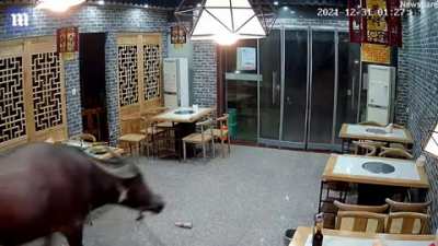 Bull in a China shop