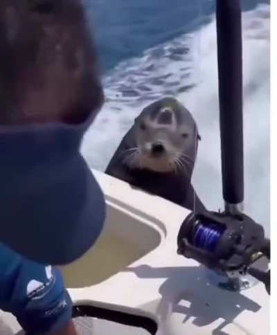Seal climbed on a boat and insisted on a bigger fish. 🦭😅