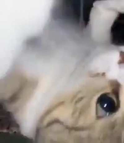 Whatever the heck this cat is doing