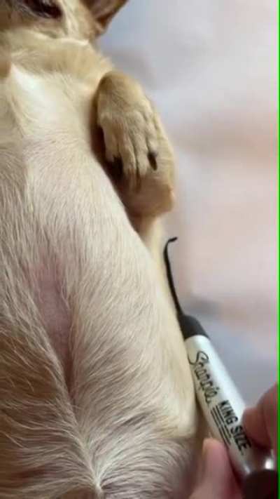 &ldquo;Draw me like one of your French Bulldogs, Jack Russell.&rdquo;