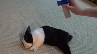 Waking a sleeping rabbit with an air horn