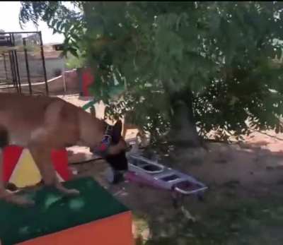 C&atilde;o treinado