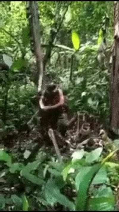 American Police when they find out about black oak trees: