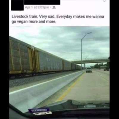 Those Poor Animals