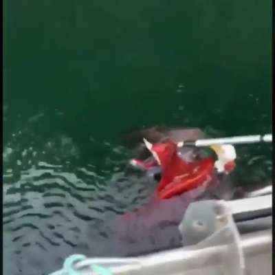 A fishing crew shot this video of a knock-down, drag-out fight between an octopus and a bald eagle. The crew didn&rsquo;t know if they should intervene, but decided to step in and &ldquo;slowly peeled the octopus off&rdquo; its prey.⁠ The bird flew off and the octopus dive