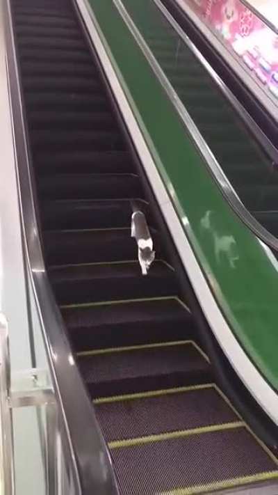 Actual footage of Victoria&rsquo;s steps to getting out of lockdown