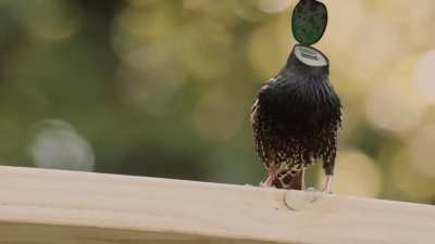 I saw something weird while bird-watching.