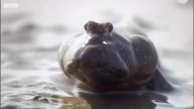 The Mudskipper, an amphibious fish. They are known for their unusual appearance and their ability to survive both in and out of water.