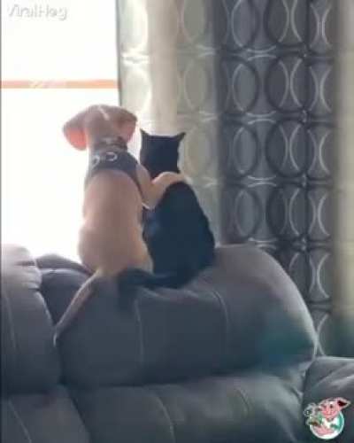 Um v&iacute;deo fofo so pra variar