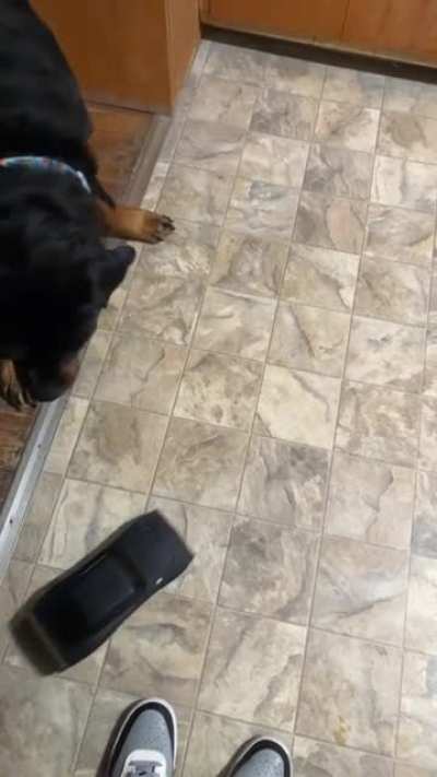 DOG V RC CAR