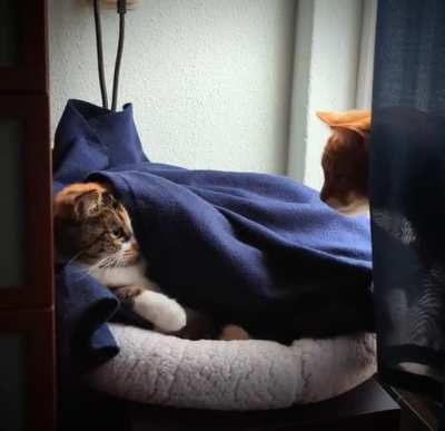My blankets, all mine!