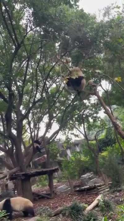 More reasons why giant pandas were once endangered species