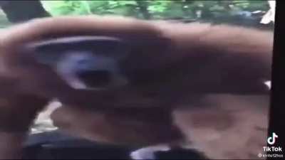 Mamaco