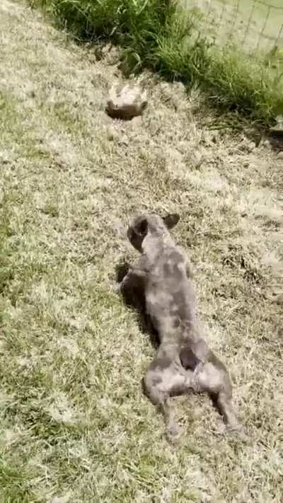 The dogs can't get enough of the freshly mowed grass