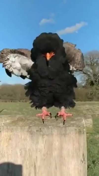 Beautiful birb