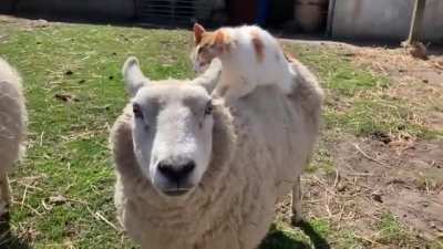 Two floofy friends [XPOST r/SoulSnacks]