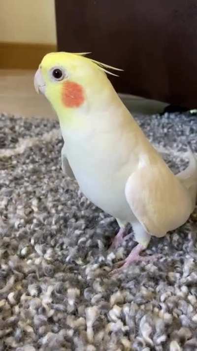 my alarm clock keeps going off telling me that it&rsquo;s party time, but I can&rsquo;t find the snooze button