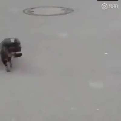 Animal Freakout