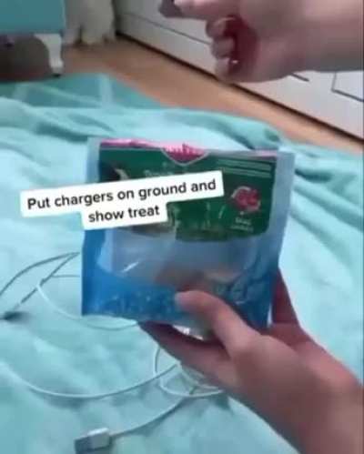 How to stop your pet from chewing your charger cord