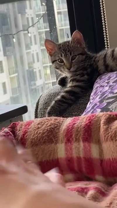 I started copying her when she curled and uncurled her paw&hellip; she&rsquo;s not pleased.