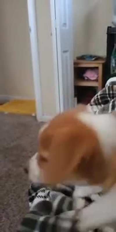 Puppy picks the wrong fight.