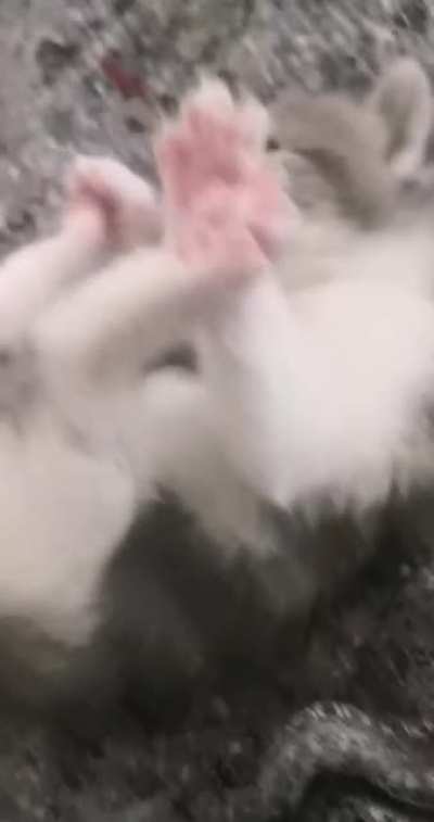 Here&rsquo;s my favorite video of one of my cats called Marie