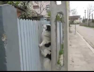 Barkour