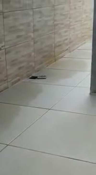 Rato com 1000 de qi