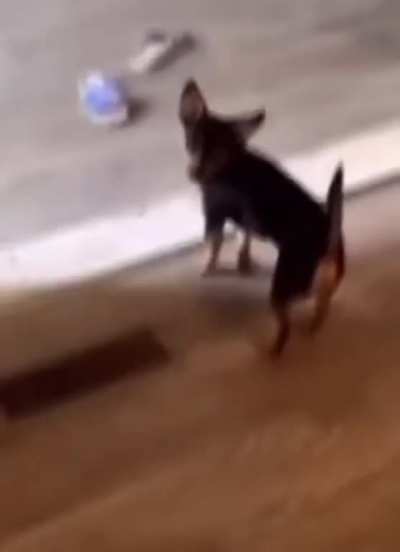 Rip dog